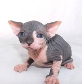 Erstaunlicher Sphynx Sphynx K?tzchen