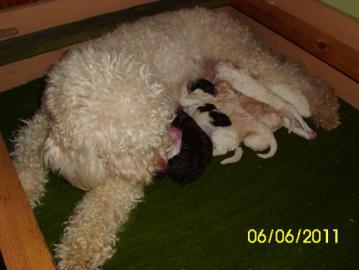 Lagotto Romagnolo Welpen zu verkaufen