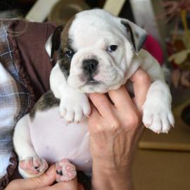 . Wundersch?ne Englische Bulldogge Welpen