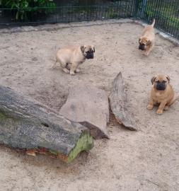 Reinrassige Bullmastiff Welpen mit Ahnen