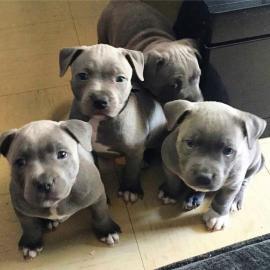 Pitbul-Welpen whatsapp Nummer +436504851