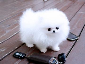 Mini Pomeranian Zwergspitz Boo Welpen  Z