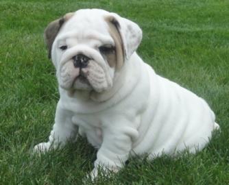 Englische Bulldogge-welpe mit Pedigree