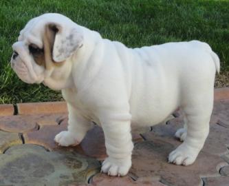 Englische Bulldogge-welpe mit Pedigree