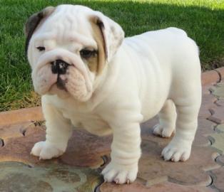 Englische Bulldogge-welpe mit Pedigree