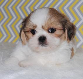 ckc registriert shih tzu Welpen