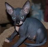 Sphynx kitens ist zur Adoption bereit