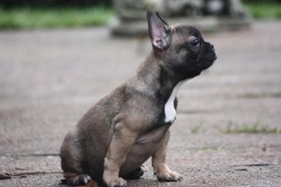 franzsische Bulldoggen Welpe Rde Blaut