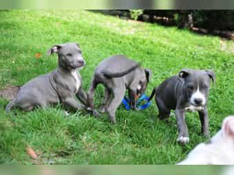 Exclusive American staffordshire Welpen