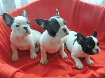 S??e Franz?sische Bulldoggenwelpen zu ve