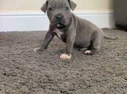 American Staffordshire Welpen