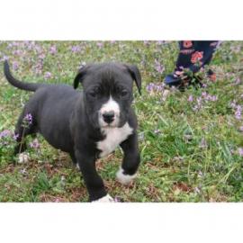 American Pit Bull Terrier sucht ein zu H