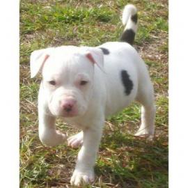 American Pit Bull Terrier sucht ein zu H