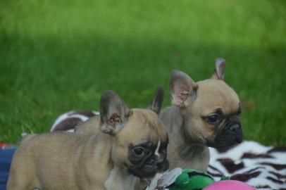 franzsische Bulldoggen Welpen