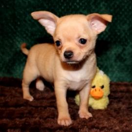 Weibliche und m?nnliche Chihuahua Welpen