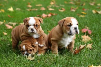 Weihnachten Englische Bulldogge Welpen m