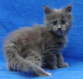 Reinrassig Maine Coon Kitten, Eltern mi