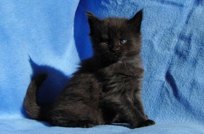 Reinrassig Maine Coon Kitten, Eltern mi