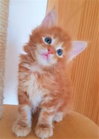 Reinrassig Maine Coon Kitten, Eltern mi