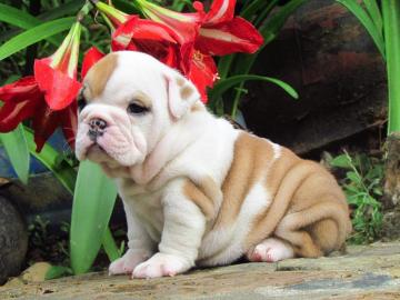 Wundersch?ne typvolle English Bulldog We