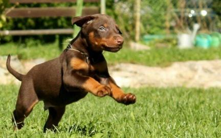 Wundersch?ne Dobermann Welpen