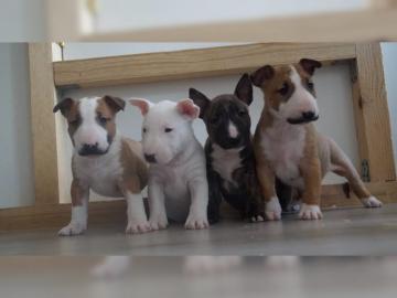 Miniature Bullterrier-Welpen abzugeben