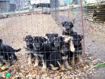 Deutscher Schferhund zu verkaufe sdf