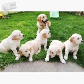 Golden Retriever Welpen