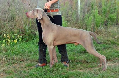 Weimaraner Kurzhaar mit Papiere