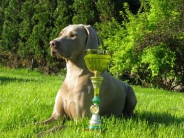 Weimaraner Kurzhaar mit Papiere