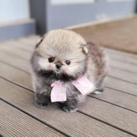 Zwergspitz Pomeranian welpen