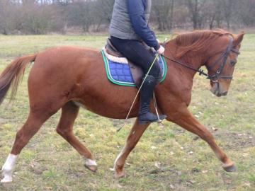 Polnische Warmblutstute Luna! 850 EUR