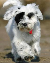 Tibet Terrier Se Welpen