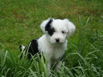 Tibet Terrier Se Welpen