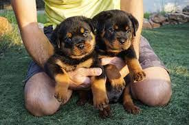 Gesunde Rottweiler welpen