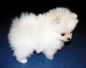 Top Qualit?t Pomeranian Welpen