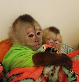 MARMOSETS UND CAPUCHIN-Affen :lE3::9 3