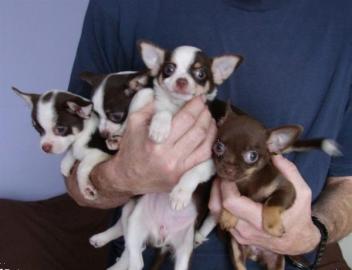 MINI chihuahua-WHATSAPP:+4368120926227