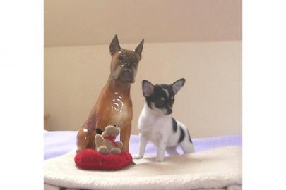 Mini Teacup Chihuahua Welpen zu verkaufe