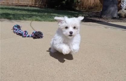 Mini Zwergspitz Pomeranian