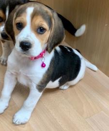 Beagle-Welpen