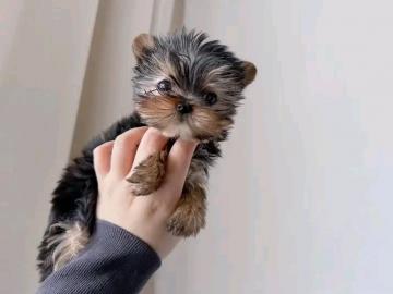 Schon Yorkshire Terrier Steel Blue Welpe