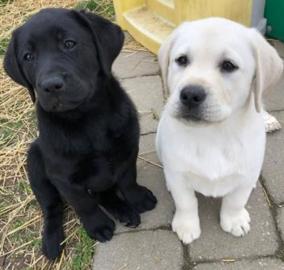 Weihnachten Labrador Welpen mit Papieren