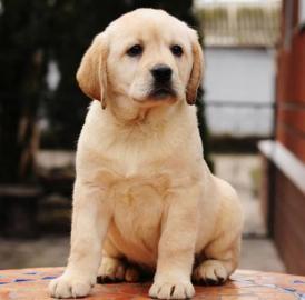 Reinrassige Labradorwelpen mit Papieren