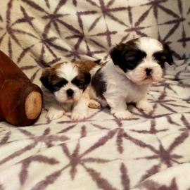 Charmante Babyschlampe Shih Tzu welpen