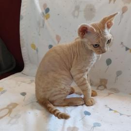 Devon Rex-K?tzchen