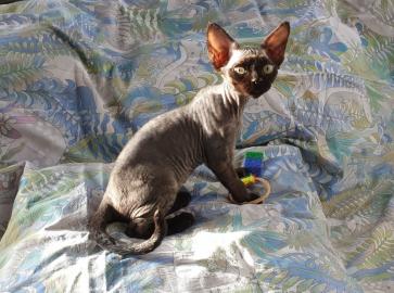 Devon Rex-K?tzchen