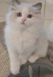 Ragdoll katze mit papieren