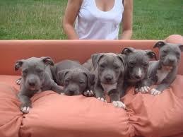 American staffordshire Terrier Blue-Line