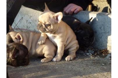 ser Franzsisch Bulldogge-Welpen,